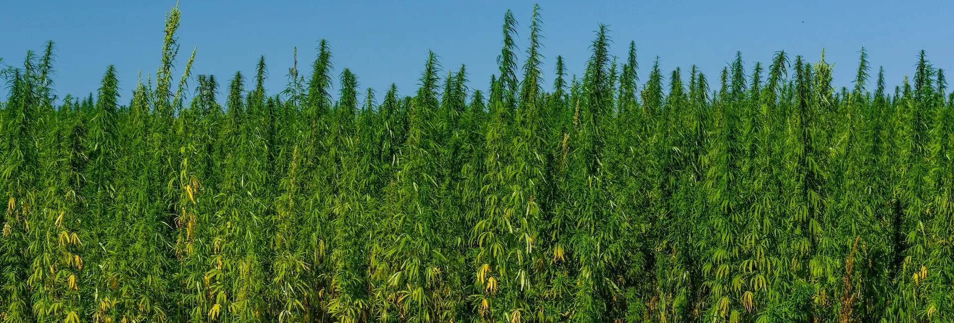 Cannabis Accounting and Financial Advisory