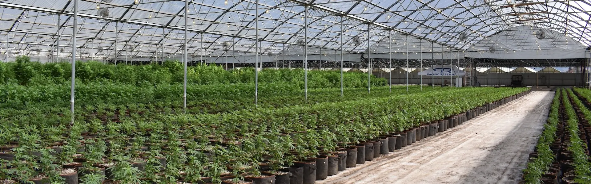 Outsourced CFO Services for Cannabis Businesses