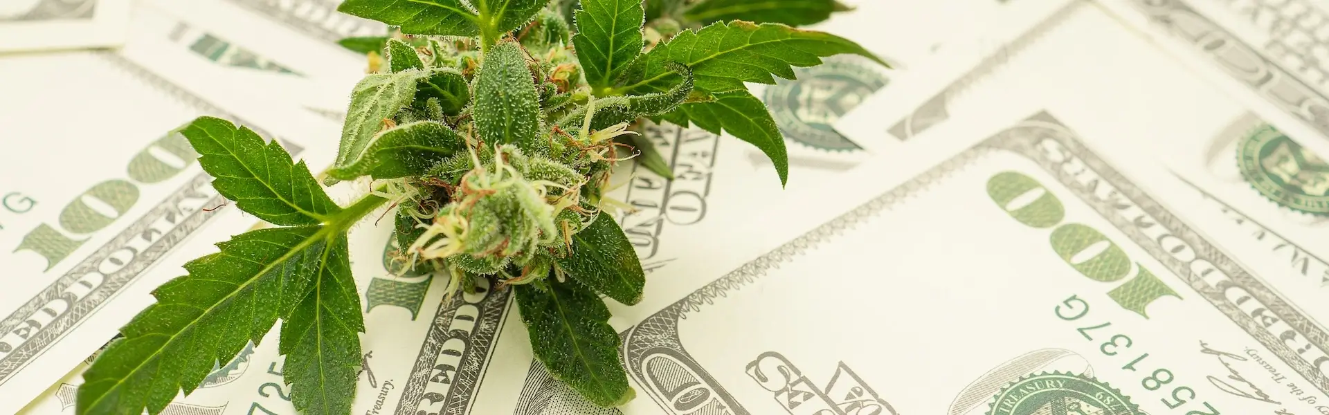 Cannabis Tax Planning Services