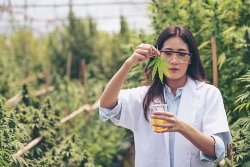 OR cannabis accounting